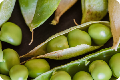 AnaGain Nu™ (Pea Seed Extract)