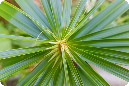 Saw Palmetto Extract