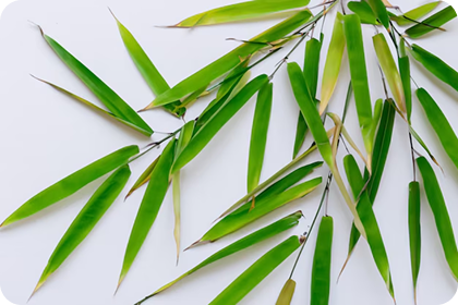 Bamboo Extract (Leaf/Stem)